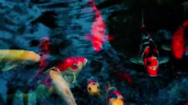 Birçok sazan balığı renkli göllerde yüzer..