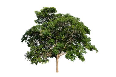 Bonsai ağacı, yeşil yapraklar, beyaz arka plan üzerinde izole Doğal nesneler