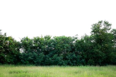 Bonsai ağacı, yeşil yapraklar, beyaz arka plan üzerinde izole Doğal nesneler