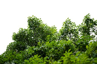 Bonsai ağacı, yeşil yapraklar, beyaz arka plan üzerinde izole Doğal nesneler
