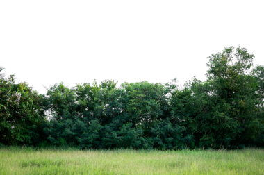 Bonsai ağacı, yeşil yapraklar, beyaz arka plan üzerinde izole Doğal nesneler