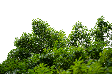 Bonsai ağacı, yeşil yapraklar, beyaz arka plan üzerinde izole Doğal nesneler