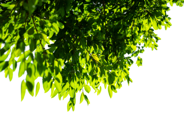 Bonsai ağacı, yeşil yapraklar, beyaz arka plan üzerinde izole Doğal nesneler