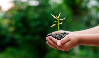 Yenilenebilir enerji konsepti Dünya Günü veya çevre koruma Elleri toprakta yetişen ormanları korur ve dünyayı kurtarmaya yardım eder.