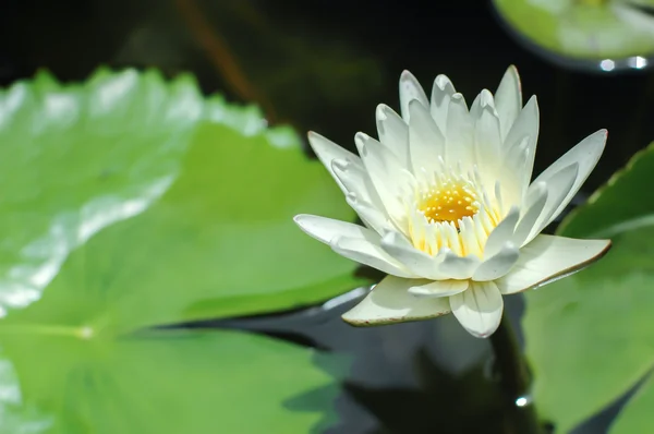 Beyaz lotus Havuzu — Stok fotoğraf