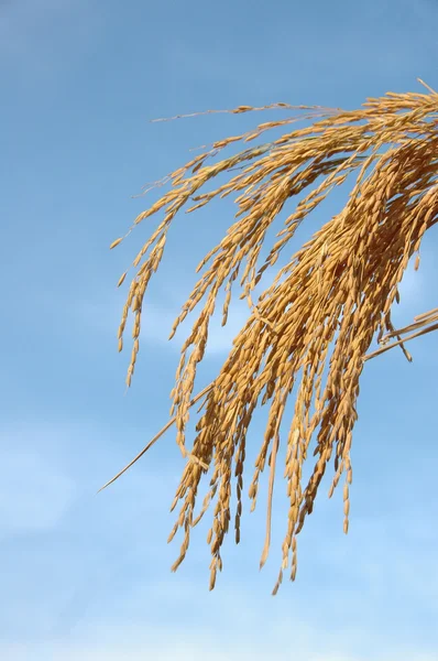 Die goldene Spitze — Stockfoto