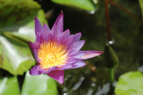 Mor lotus — Stok fotoğraf