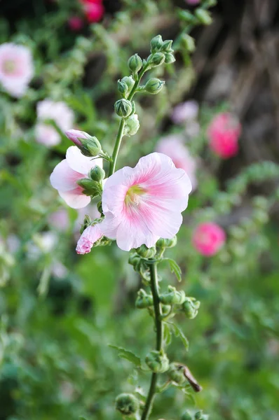 Hibiscus çiçek — Stok fotoğraf