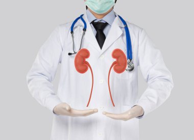 Doktor böbrek ürolojisi ve konsept böbrek hastalığını gri arka planda gösterdi