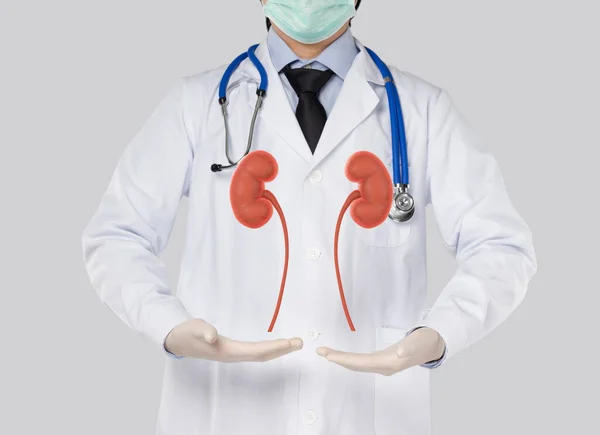 Doktor böbrek ürolojisi ve konsept böbrek hastalığını gri arka planda gösterdi