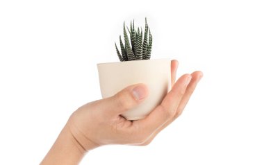 Beyaz arka planda el yapımı zebra haworthia kaktüsleri