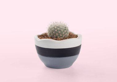 Pembe arka plana yerleştirilmiş notocactus scopa kapları, kaktüs tenceresi.