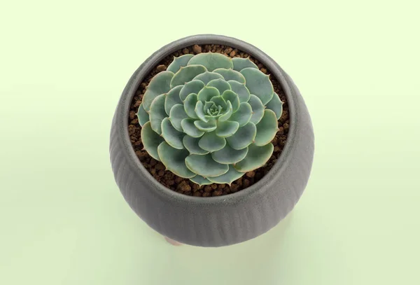 succulent plant cactus pots on green background