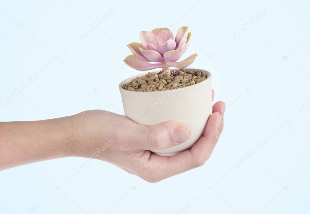 hand raised succulent cactus pots in blue background