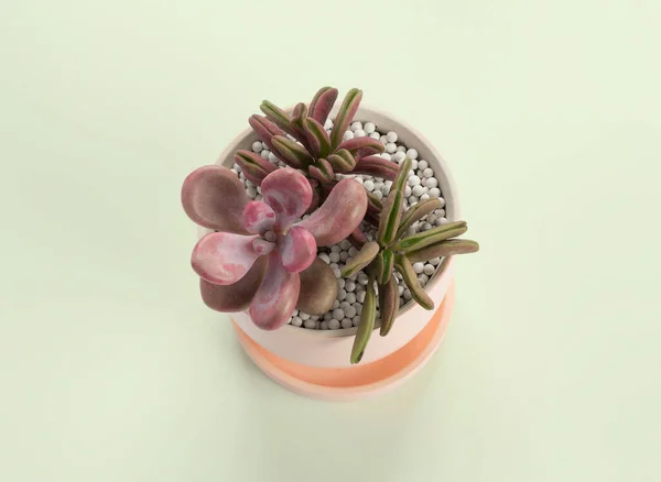 Piante Succulente Vasi Cactus Sfondo Verde Pastello — Foto Stock