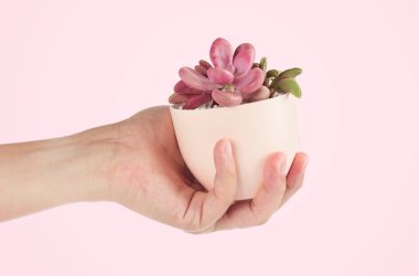 Elle yetiştirilmiş sulu bitki kaktüsü tenceresi.