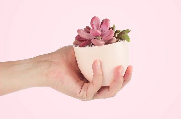 Mão Levantada Planta Suculenta Pote Cacto Backgroun Rosa — Fotografia de Stock