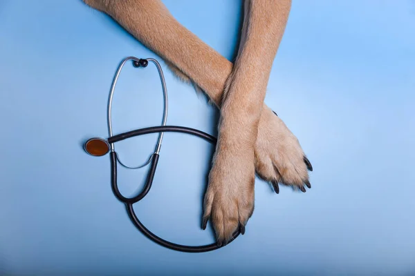 Shepherd dog paws and a stethoscope on a blue background. — Stock Photo, Image