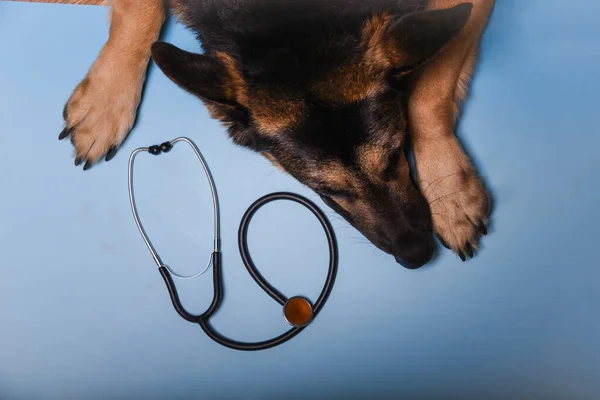 Shepherd dog paws and a stethoscope on a blue background. — Stock Photo, Image