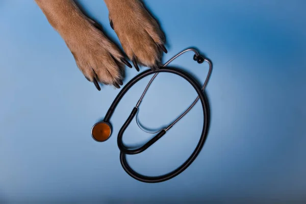 Shepherd dog paws and a stethoscope on a blue background. — Stock Photo, Image