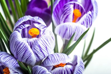 Beyaz arka planda mor safran çiçekleri. Makro.