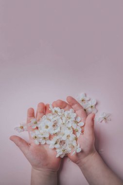 Pembe bir arka planda, bebeğin ellerinde kirazlı eriğin bahar beyaz çiçekleri. Şefkat, bahar ve çocukluk kavramı. Dikey oryantasyon. Boşluğu kopyala.