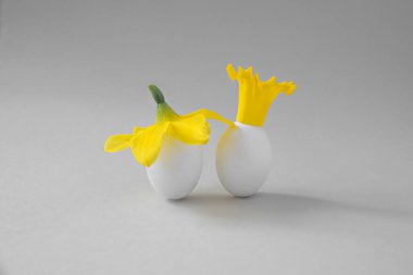 Şapkalı iki yumurta ve gri arka planda nergis çiçeği tacı. Asgari Paskalya konsepti.