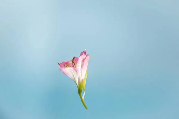 Creatief Arrangement Met Roze Alstroemeria Bloem Tegen Lichtblauwe Achtergrond Minimaal — Stockfoto