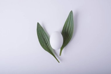 Minimalist Paskalya kompozisyonu. Yumurta ve iki yaprak beyaz arka planda tavşan kulaklarına benziyor..
