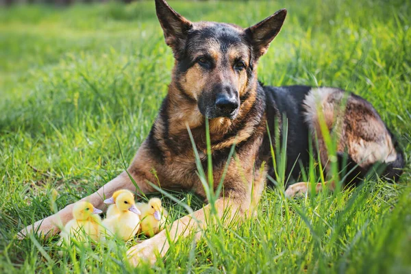 Pastor cão com patinhos encontra-se na grama. — Fotografia de Stock