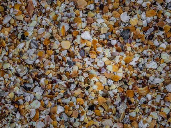 Seashore of multicolored shells. Natural background. Texture .