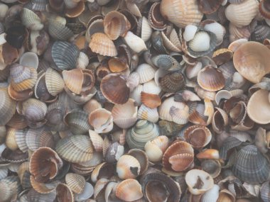Çok renkli deniz kabukları kıyısı. Doğal arka plan. Doku .