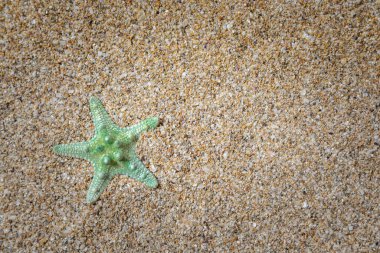Kumsaldaki güzel deniz yıldızı, üst manzara..