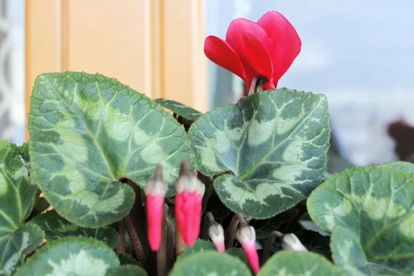 Flores de ciclamen rojo en el jarrón en el alféizar de la ventana — Foto de Stock
