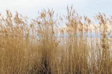 sazlık üzerinde Garda Gölü kıyısındaki Kuzey İtalya