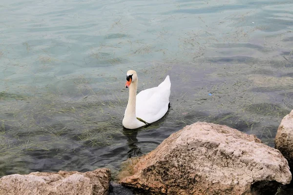 Hattyú a Garda tó Észak Olaszország — Stock Fotó