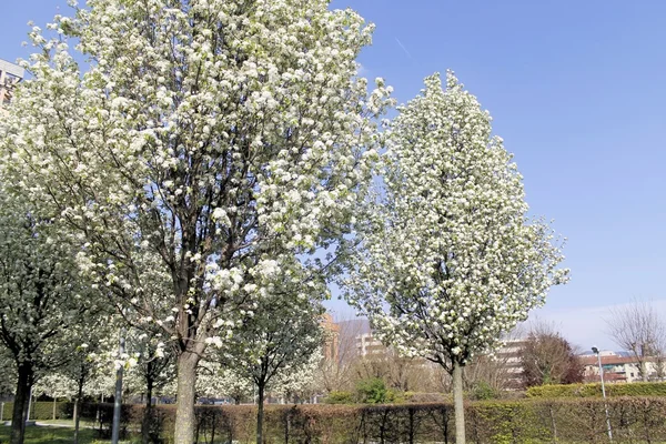 Bomen met witte bloemen in het voorjaar met blauwe hemelachtergrond — Stockfoto