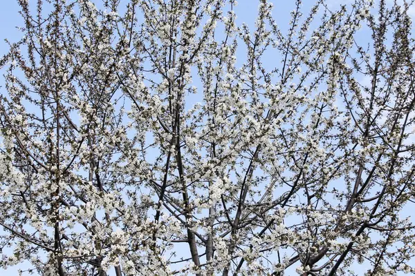 Primer plano de ramas con flores blancas — Foto de Stock