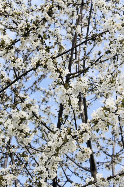 Close up van takken met witte bloemen — Stockfoto