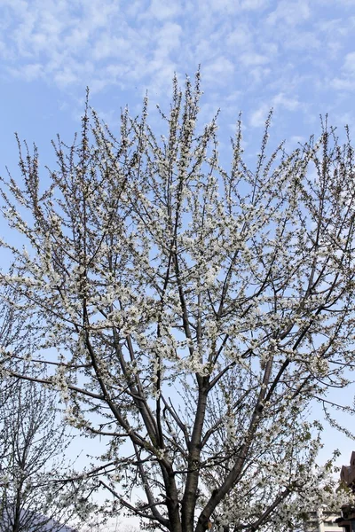 Primer plano de ramas con flores blancas — Foto de Stock
