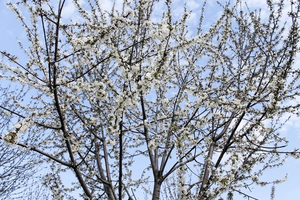 Close up van takken met witte bloemen — Stockfoto