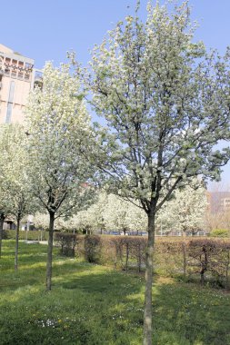 çiçekli ağaç bir şehir parkı