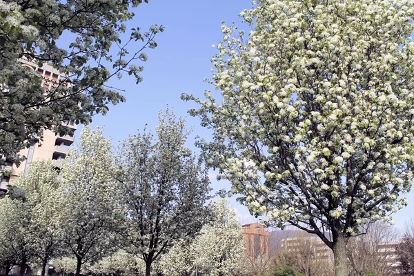 Albero fiorito in un parco cittadino — Foto Stock