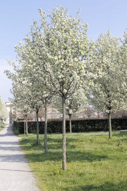 İtalya bir parkta ağaç avenue