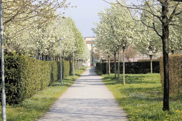 Avenida arbolada en un parque en Italia — Foto de Stock