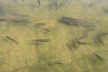 çamurlu bir su birikintisi dibinde balık