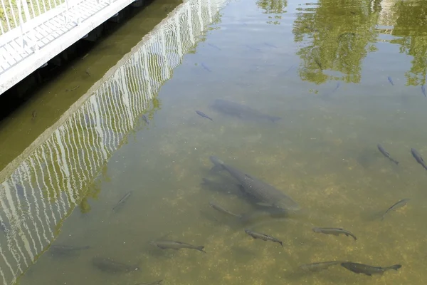 çamurlu bir su birikintisi dibinde balık