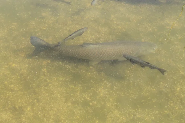 Peixe no fundo lamacento de uma lagoa — Fotografia de Stock