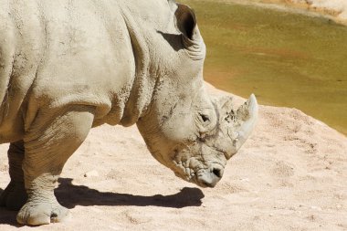 küçük bir nehir yaklaşan gergedan