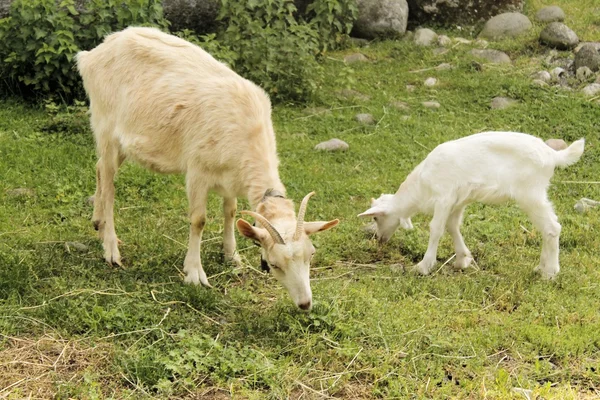 Retrato de una cabra blanca y barbuda — Foto de Stock